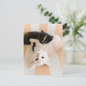 白と黒の子猫 ポストカード (スタンド正面)