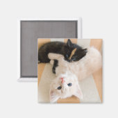 白と黒の子猫 マグネット (正面/裏面)