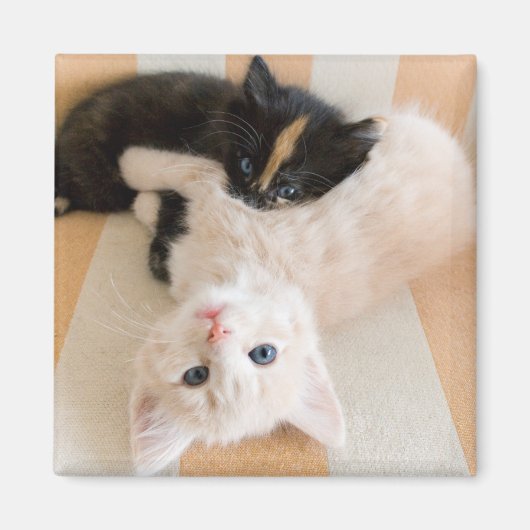 白と黒の子猫 マグネット (正面)