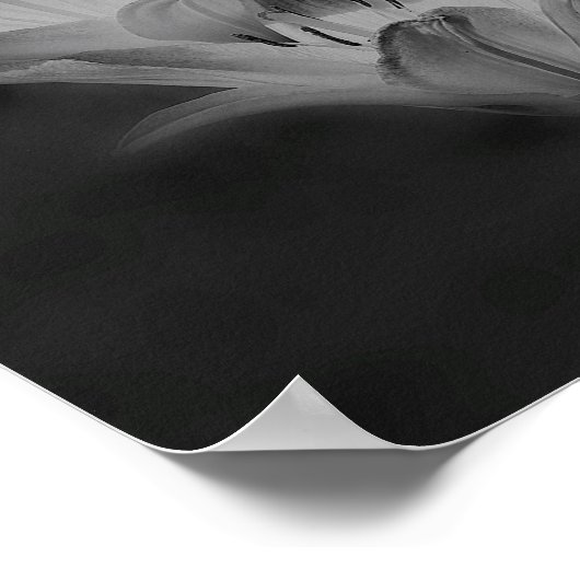 白と黒の百合花 ポスター (角)