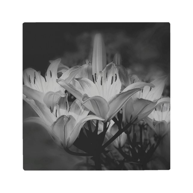白と黒の百合花 メタルプリント (正面)