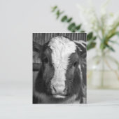 白と黒の若いホルスタイン乳牛カーフ ポストカード (スタンド正面)