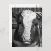 白と黒の若いホルスタイン乳牛カーフ ポストカード (正面/裏面)