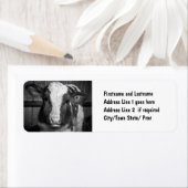 白と黒の若いホルスタイン乳牛カーフ ラベル (インサイチュ)