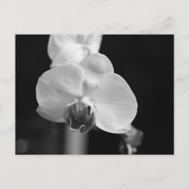 白と黒の蘭の花写真 ポストカード