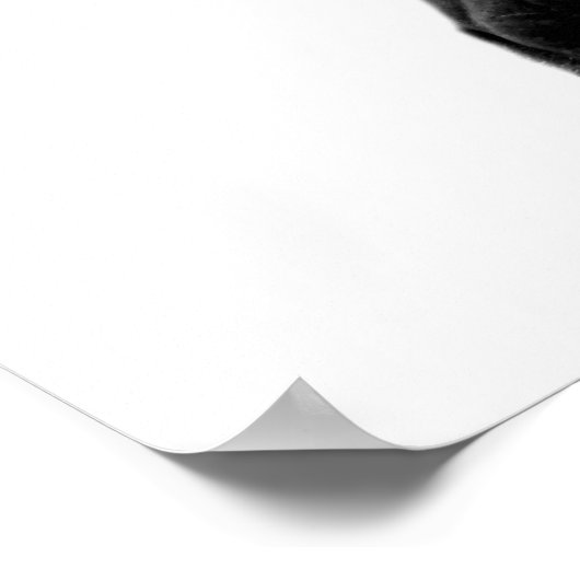 白と黒のZebra野生のジャングル動物の写真 ポスター (角)