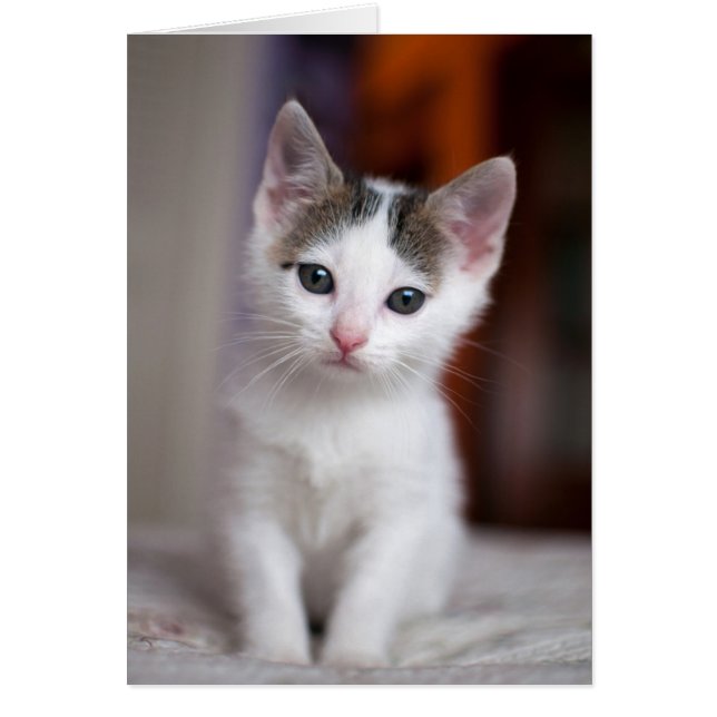 白によって斑点を付けられる子猫 (正面)