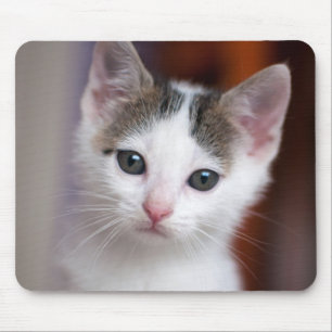 白によって斑点を付けられる子猫 マウスパッド