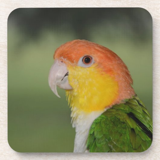 白によって膨らまされるシロハラインコのオウムのアウトドア コースター (正面)