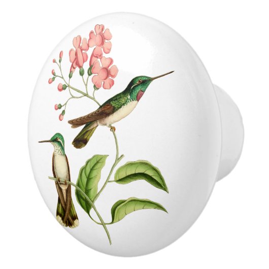 白によって膨らまされる山の宝石のハチドリ セラミックノブ (右)