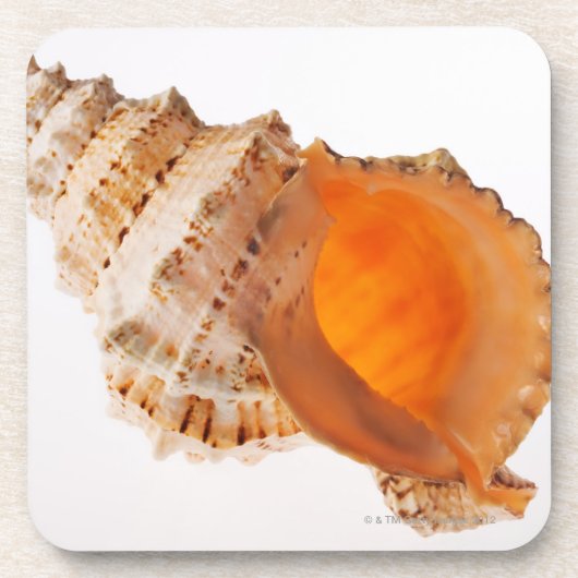 白に対する巨大なカエルの貝(Tutufaのbubo) コースター (正面)