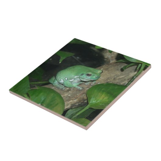 白のアマガエル、ずんぐりしたカエル タイル (側面)