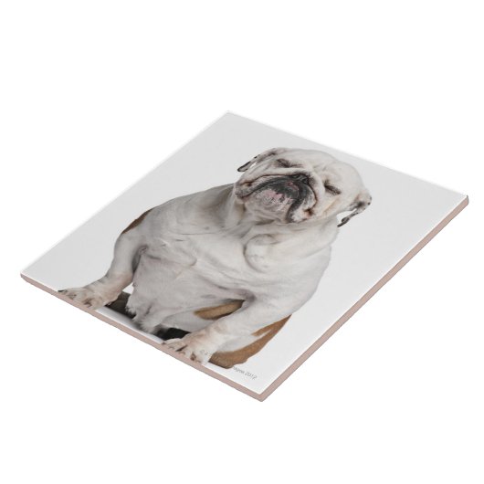 白の前に坐っている英国のブルドッグ タイル (側面)