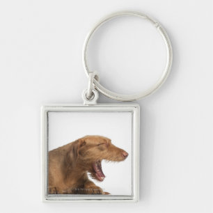 白の背部地面の前にあくびをするVizsla キーホルダー