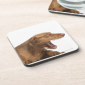 白の背部地面の前にあくびをするVizsla コースター (左側)