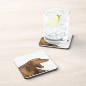 白の背部地面の前にあくびをするVizsla コースター (右側)