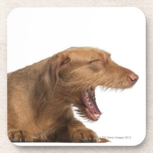 白の背部地面の前にあくびをするVizsla コースター