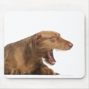 白の背部地面の前にあくびをするVizsla マウスパッド