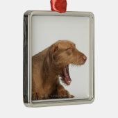 白の背部地面の前にあくびをするVizsla メタルオーナメント (右)