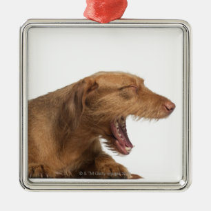 白の背部地面の前にあくびをするVizsla メタルオーナメント
