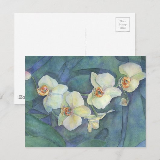 白の蘭 ポストカード (正面/裏面)