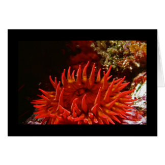 白はばら色のアネモネに斑点を付けました