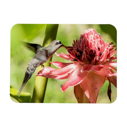 白ひげ仙人小型磁石 マグネット (横)