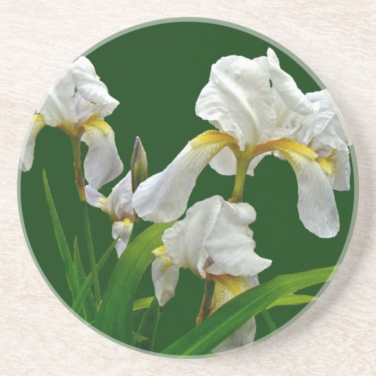 白ひげ菖蒲 コースター (正面)