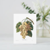 白ぶどう ポストカード (スタンド正面)