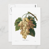 白ぶどう ポストカード (正面/裏面)