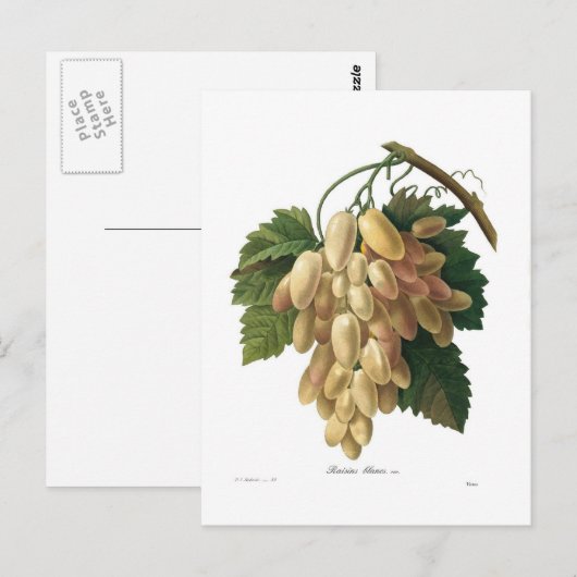 白ぶどう ポストカード (正面/裏面)