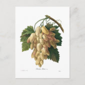 白ぶどう ポストカード (正面)