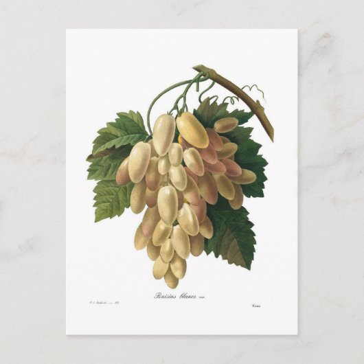 白ぶどう ポストカード (正面)