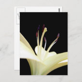 白ゆり花ゆり花写真 ポストカード (正面/裏面)