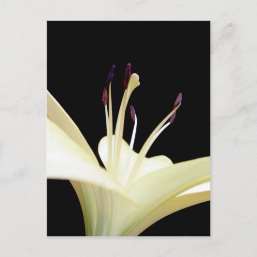 白ゆり花ゆり花写真 ポストカード (正面)