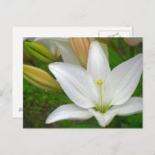 白ゆり葉書 ポストカード (正面/裏面)