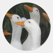白アヒルのガグル ラウンドシール (正面)