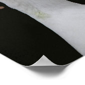 白アヒル写真のガグル ポスター (角)