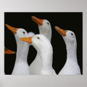白アヒル写真のガグル ポスター (正面)