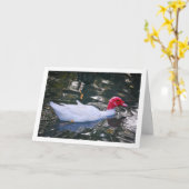 白アヒル カード (黄色い花)