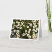 白アフリカデイジーカード カード (正面)