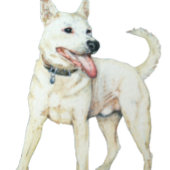 白アメリカのブルドッグのパンチング犬 Tシャツ