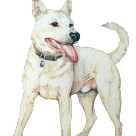 白アメリカのブルドッグのパンチング犬 Tシャツ