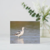 白アメリカ産アボセット ポストカード (スタンド正面)