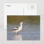 白アメリカ産アボセット ポストカード (正面/裏面)