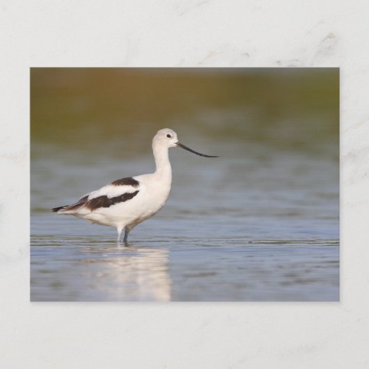 白アメリカ産アボセット ポストカード (正面)
