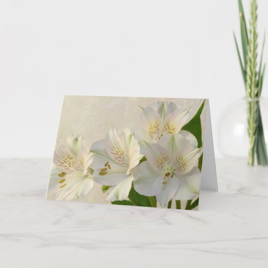 白アルストメリアの花 シーズンカード (正面)