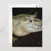 白アルビノのアリゲーターフォト、ゲーターイメージ ポストカード (正面/裏面)