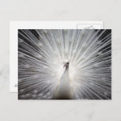 白アルビノ孔雀 見事な壁画 ポストカード (正面/裏面)