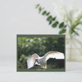 白イビスハガキ ポストカード (スタンド正面)